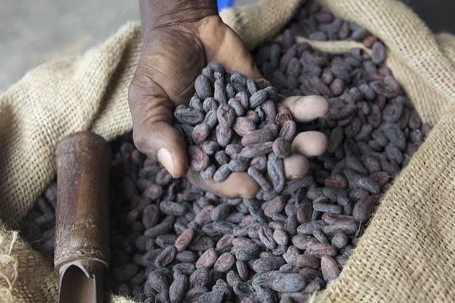 Dried-cocoa-beans-produced-in-Ghana.jpg