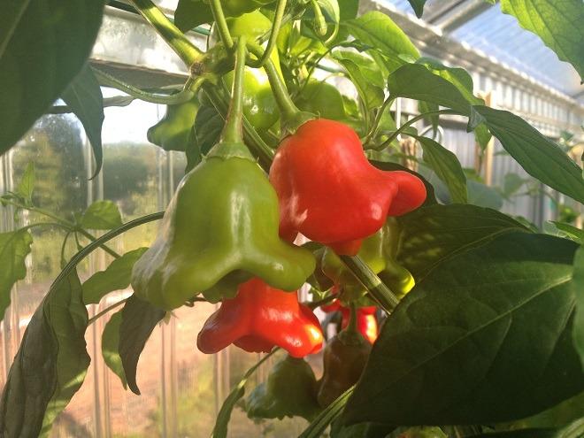 ECF.CF_.Hydroponik.Chilies_660.jpg