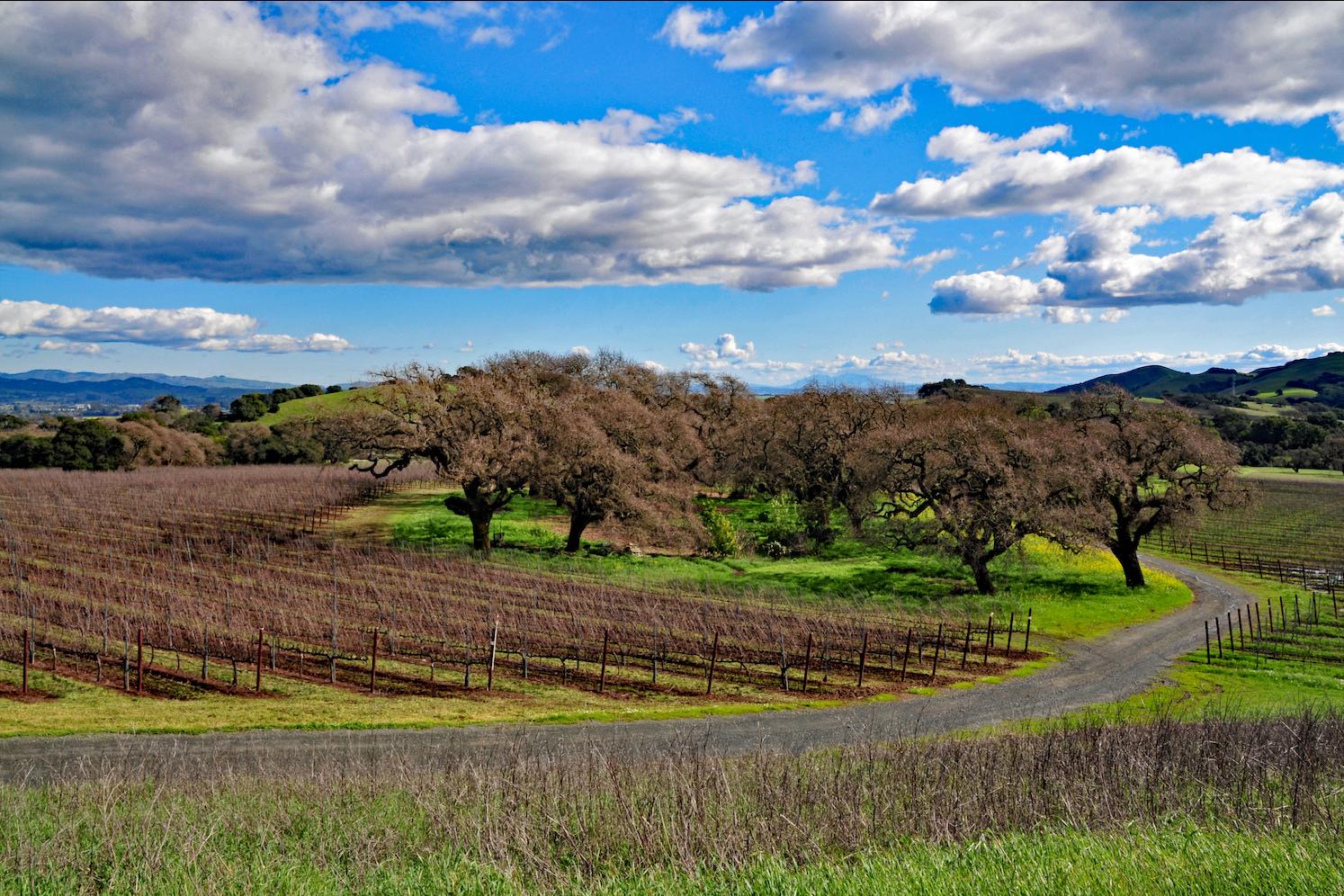 Grace Benoist Ranch Vineyard vineyard in california napa valley with blue sky and clouds - wine and climate change