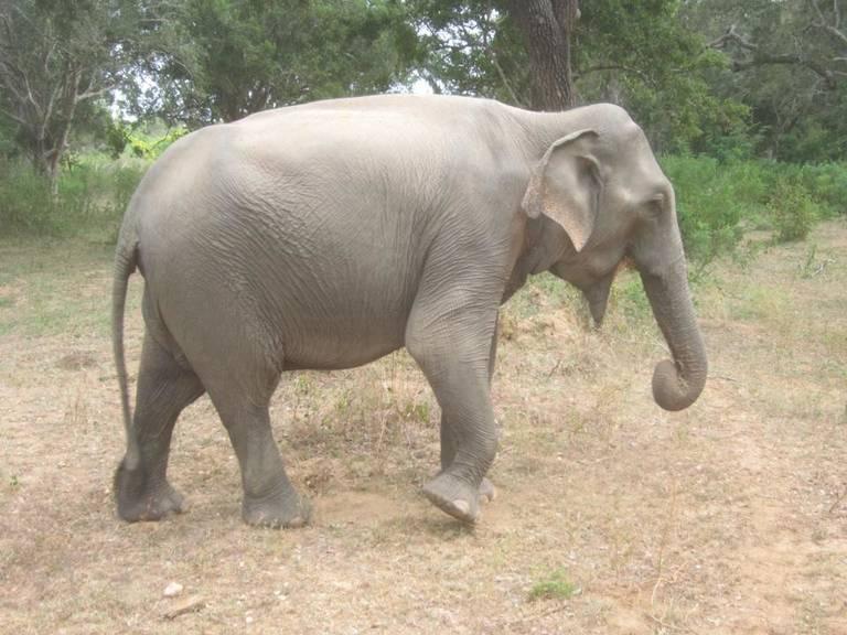 Elephant-Sri-Lanka.jpg