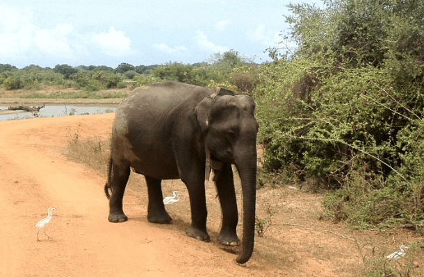 Enjoy-the-elephants-at-a-distance-says-TripAdvisors.png