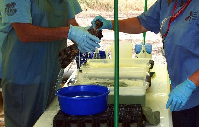 Exxon_Mobil_Yellowstone_River_hawk_USFWS-MP.jpg