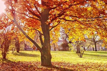 Fall-scene.jpg