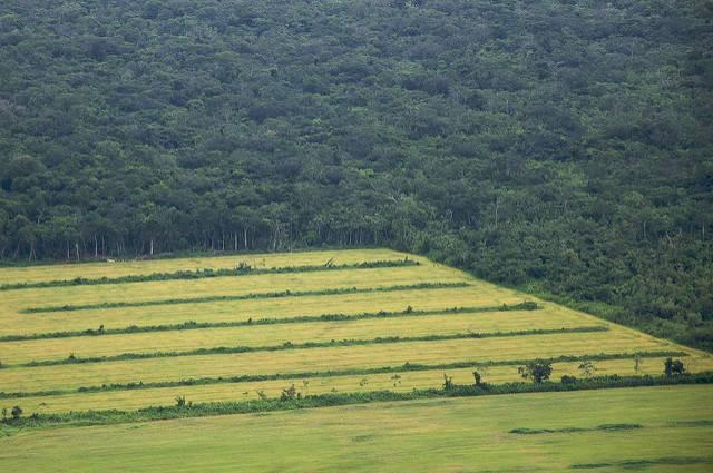 Farming-in-the-Amazon.jpg