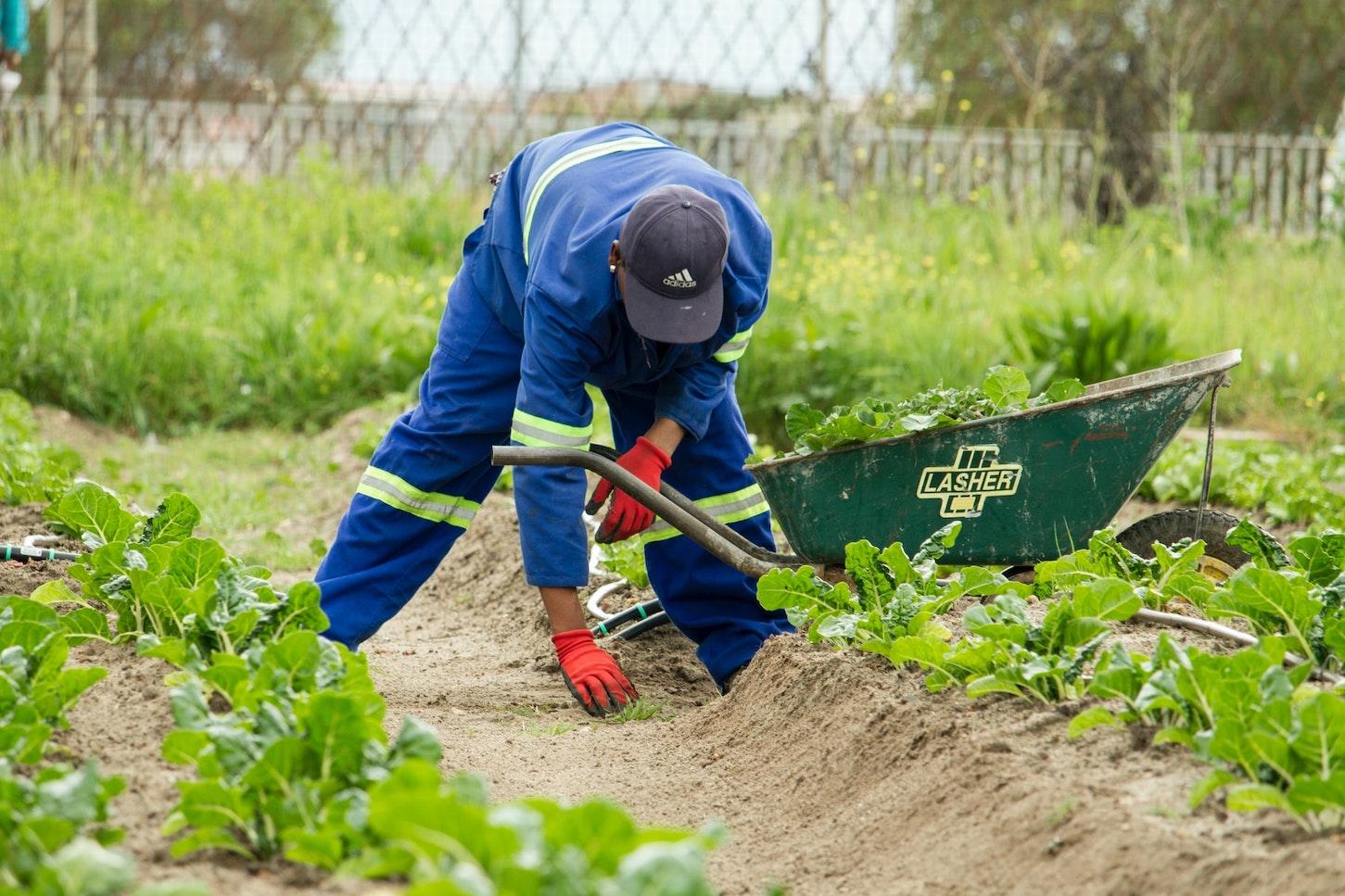 farmworkers essential workers