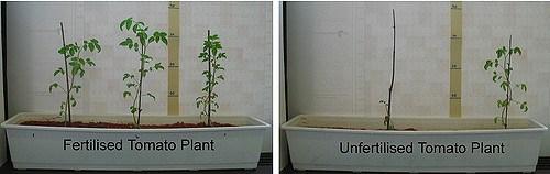 Fertilizer_poverty_plants_SuSanASecretariat.jpg