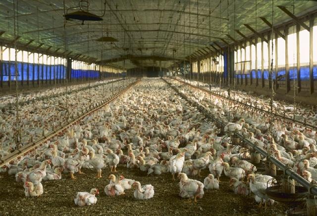 Florida_chicken_house_USDA.jpg