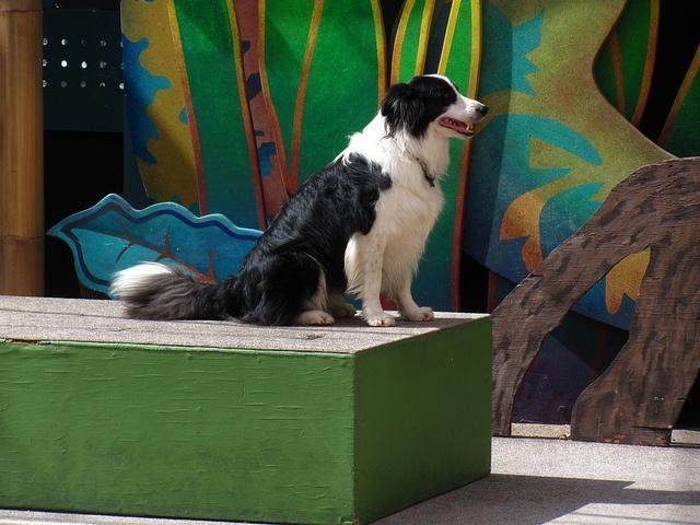 Foster_Farms_canine_star_LorenJavier1.jpg