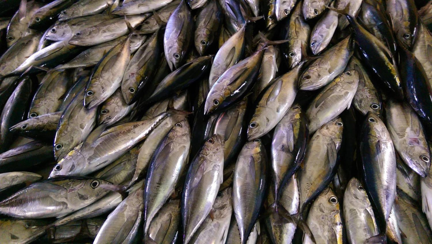 From-farms-to-oceans-the-world-needs-to-develop-more-sustainable-forms-of-protein.jpg