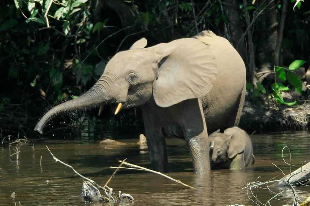 Gabons-rainforests-are-rich-in-wildlife1.jpg