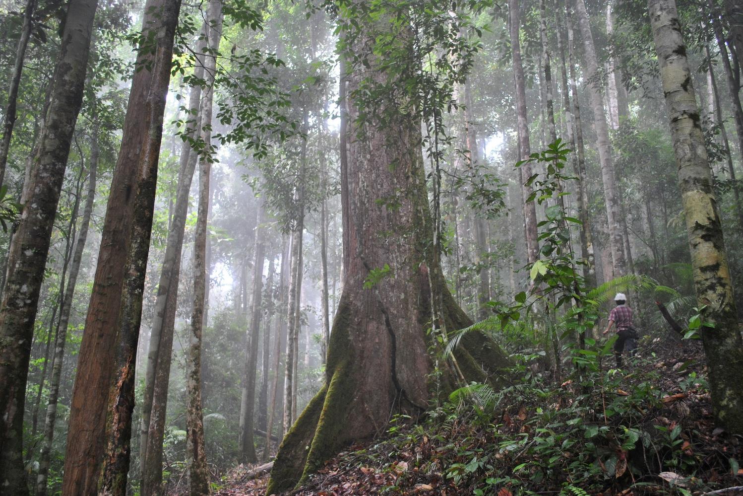 A person stands next to a large tree in a tropical forest  — carbon markets