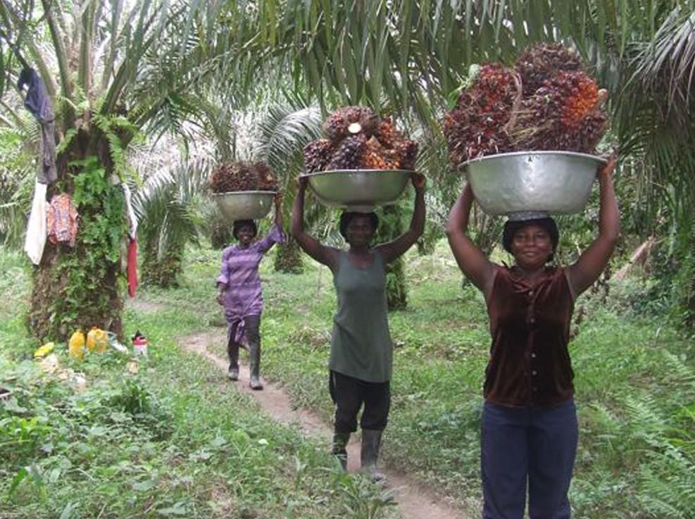 Harvesting-palm-fruit-in-Eastern-Ghana.jpg