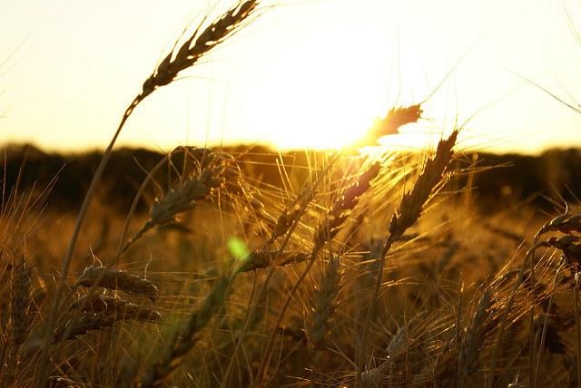 Improved-production-of-crops-such-as-wheat-can-mitigate-climate-change-says-a-new-study.jpg