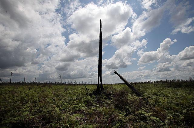 Kalimantan_deforestation_and_degradation_4_10706228444.jpg