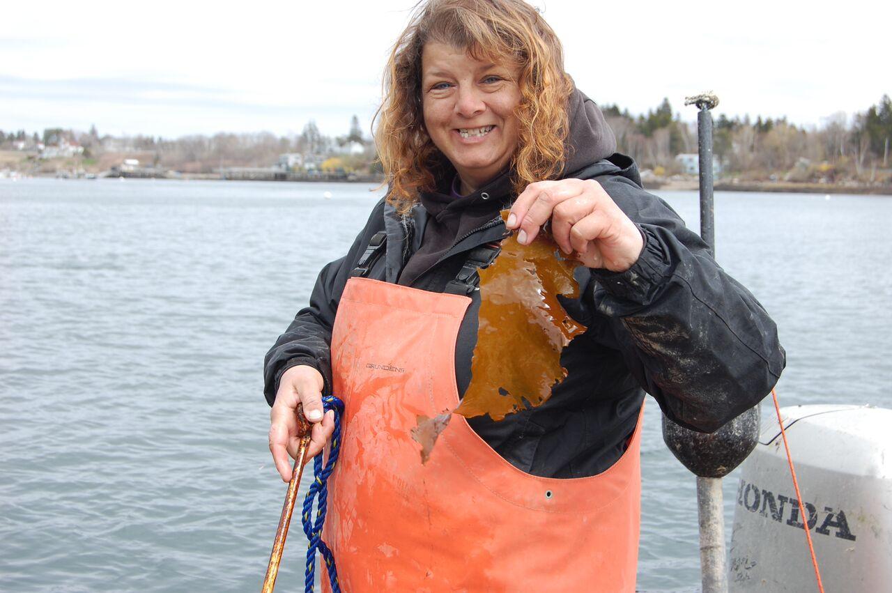 Kelp-fishing.jpg
