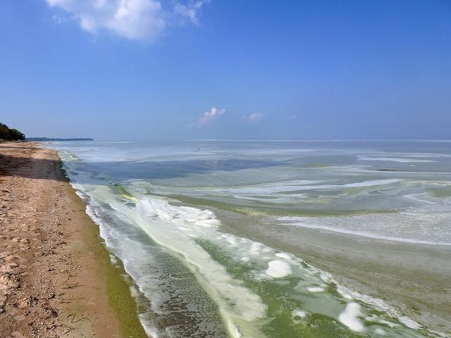 Lake-Erie-algal-bloom_michiganseagrant.jpg
