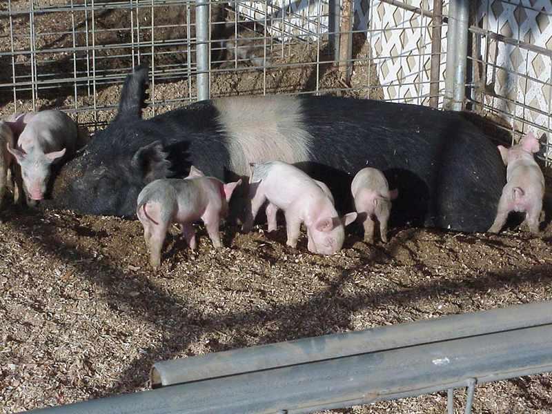 Little_Piggies.jpg
