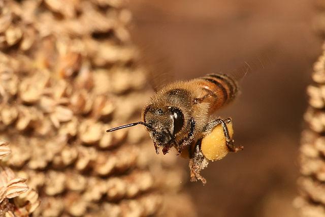 Lowes-will-eliminated-most-bee-killing-pesticides-by-2019.jpg