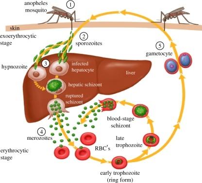 Malaria_Vaccine-rstb20110091-g1_Hill-A.jpg