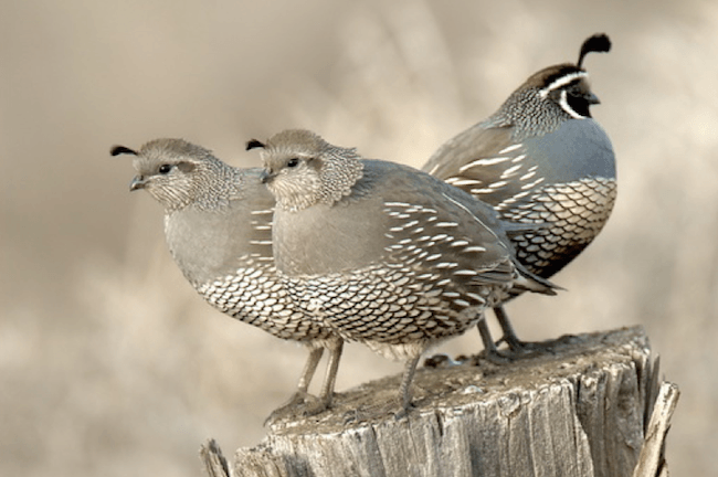 Malheur-wildlife-reguge-harney-county.png