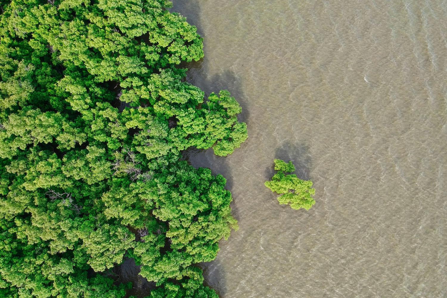 A mangrove forest along a coast in Thailand photographed from above — mangrove conservation