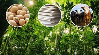 Mars-is-promising-sustainable-beef-soy-and-paper-supply-chains.jpg