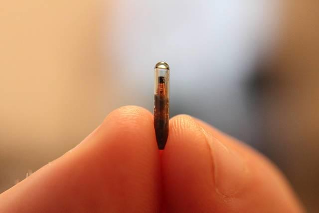 Microchipping.jpg