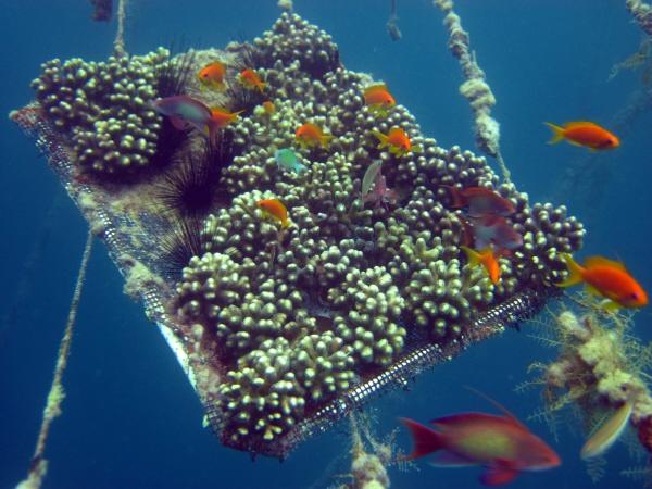 Mid-water_coral_nursery-Eilat5_small.jpg