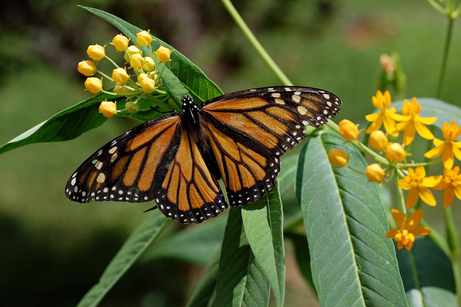 Monarch Butterfly