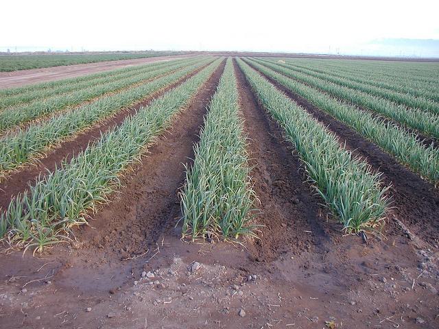 Monsanto_drip_irrigation_worldwaterweek.jpg