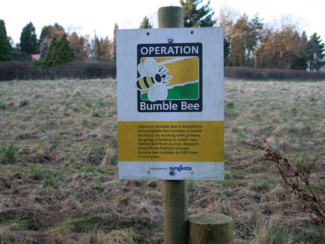 Monsanto_woos_Syngenta_bumblebee_KateJewell.jpg