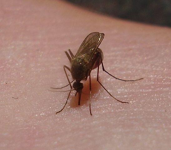 Mosquito_closeup_Kompact.jpg