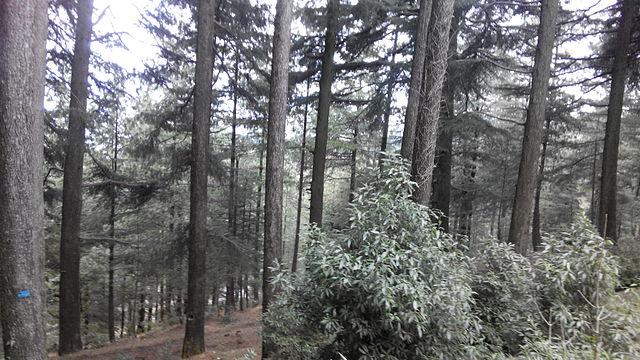 Northern_Pakistan_Beauty_Trees.jpg