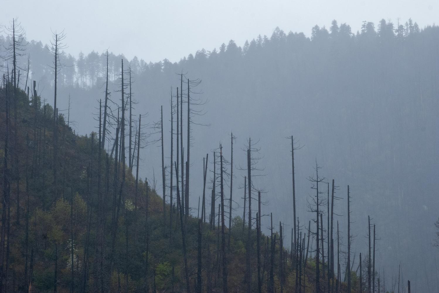 Trees left with burn scars years after a wildfire near Oakridge, Oregon.