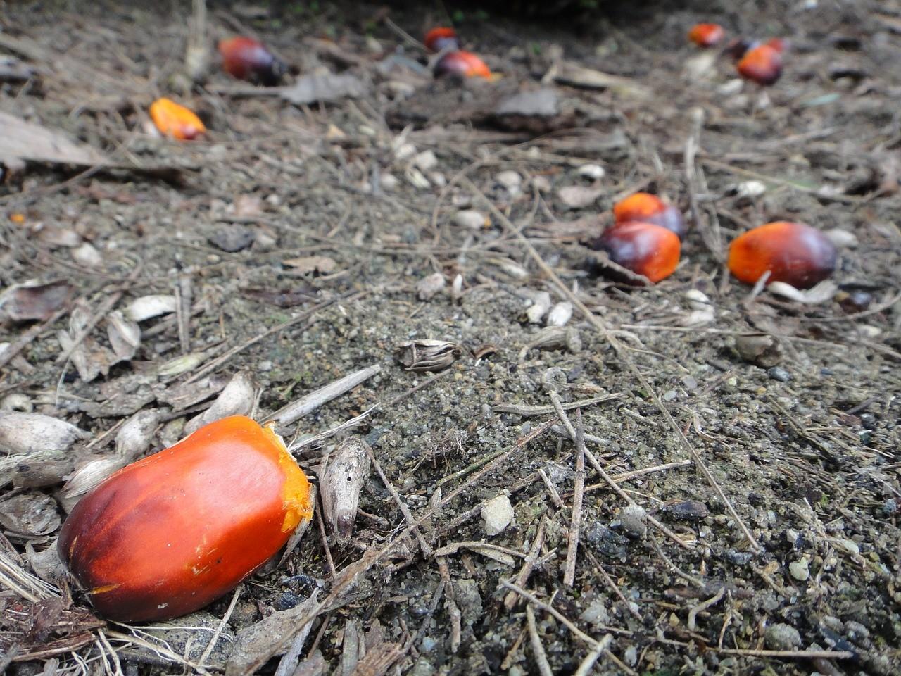 Oil_Palm_Fruit.jpg
