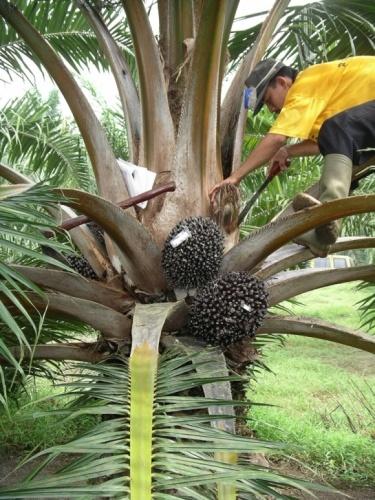 Palm-Oil-Harvesting.jpg