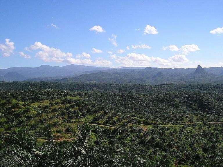 Palm-Oil-Plantation1.jpg
