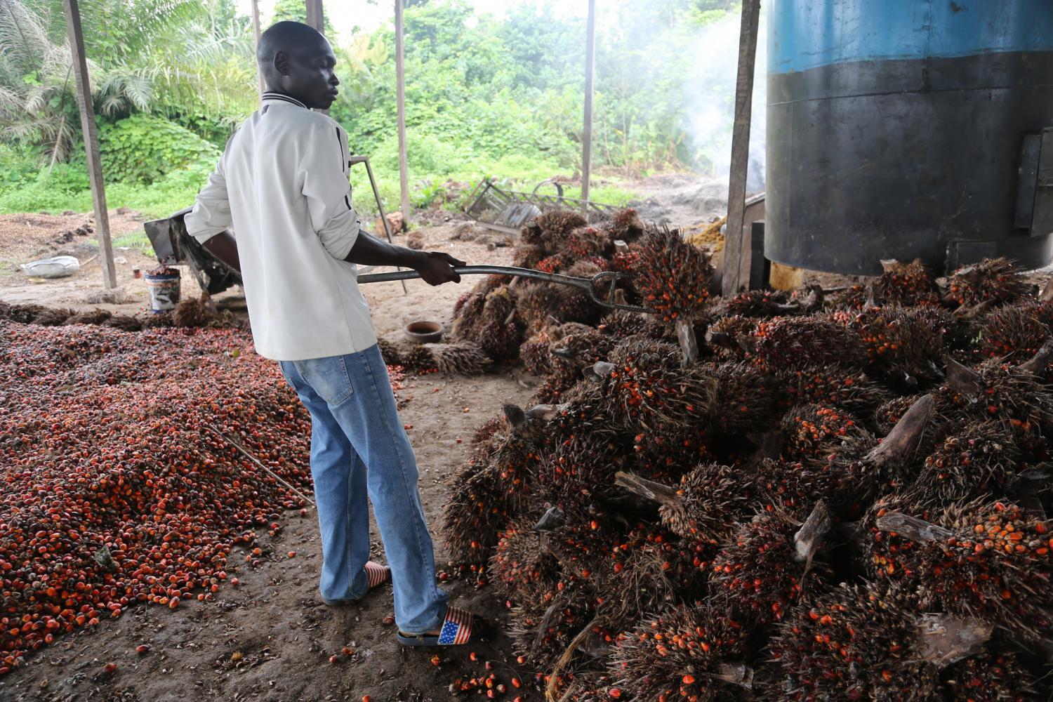 Palm-fruit-cultivation-in-Cameroon.jpg