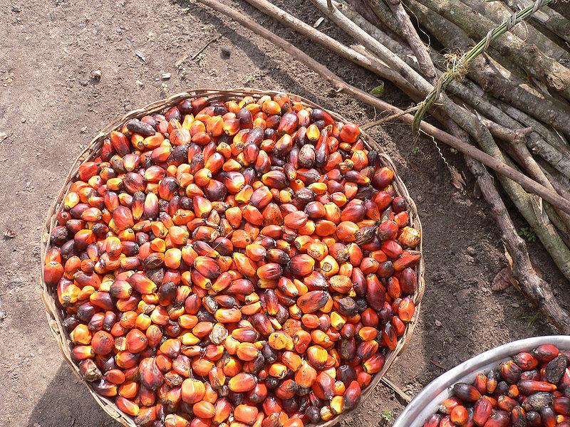 Palm-oil-fruit-cultivated-in-Ghana.jpg