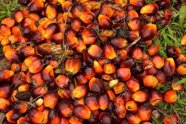 Palm-oil-fruit-freshly-harvested-in-Indonesia.jpg