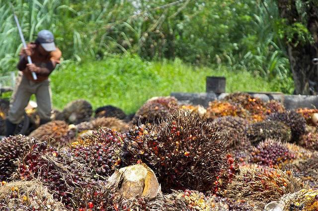 Palm-oil-harvest-in-Malaysia.jpg
