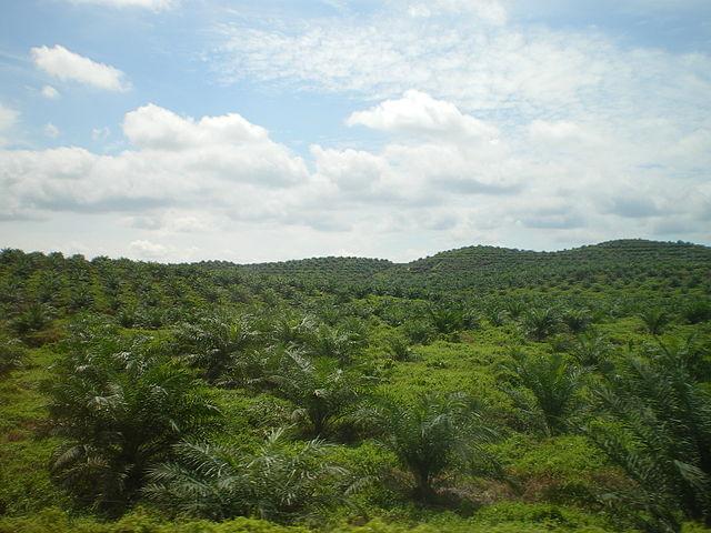 Palm-oil-plantation-in-East-Malaysia.jpg
