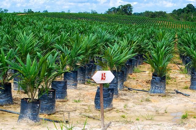 Palm-oil-seedlings-at-a-plantation-on-Kalimantan-Indonesia.jpg