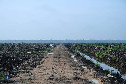 Palm_oil_deforestation_HDragon.jpg