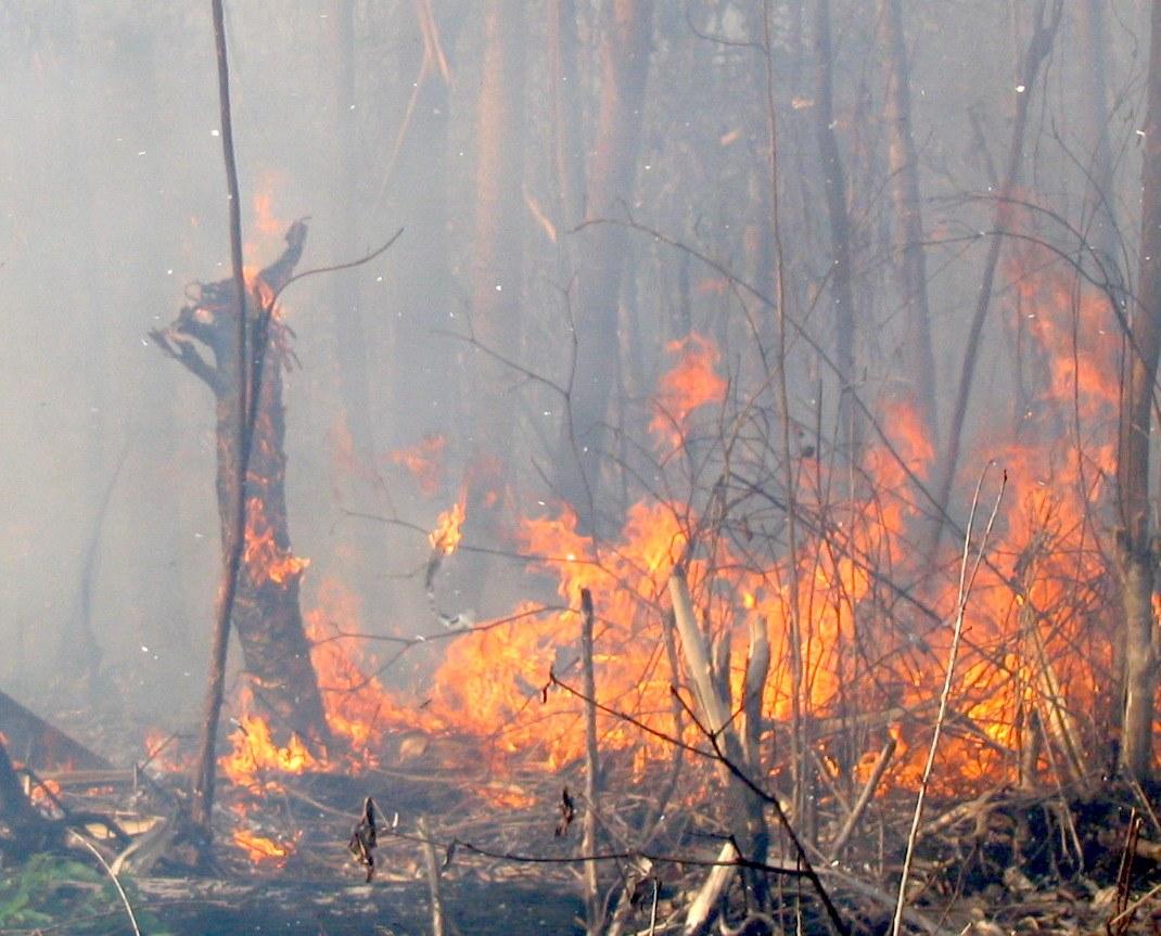 Peatswamp-forest-fire-in-Berbak-National-Park-SumatraMarcel-Silvius.jpg