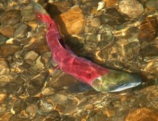Pebble-mine-sockeye-salmon-bristol-bay-epa2.jpg