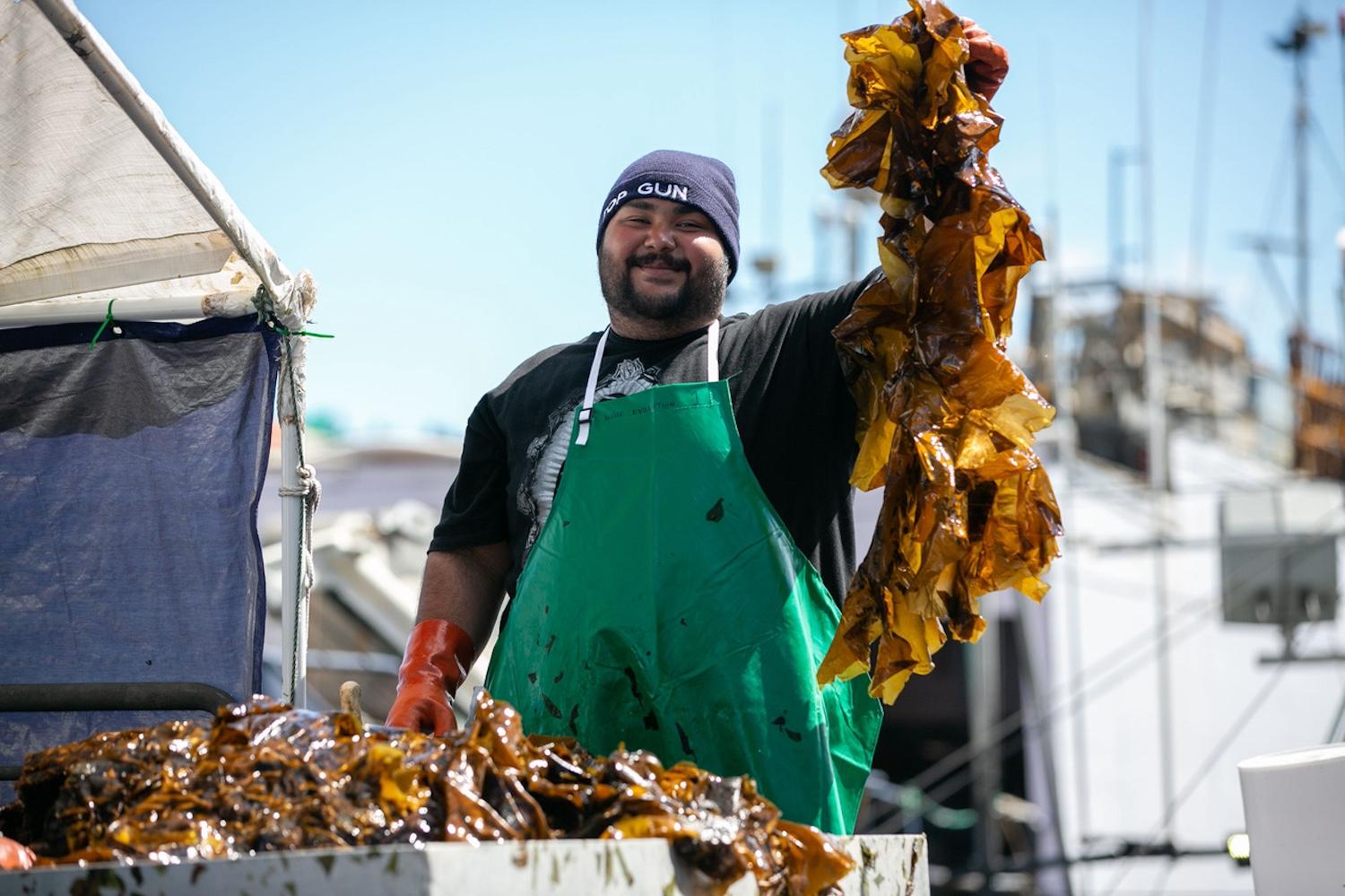 A Blue Evolution employee harvesting seaweed — phytomining. 