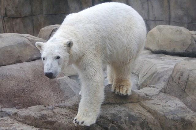 Polar-bear.jpg