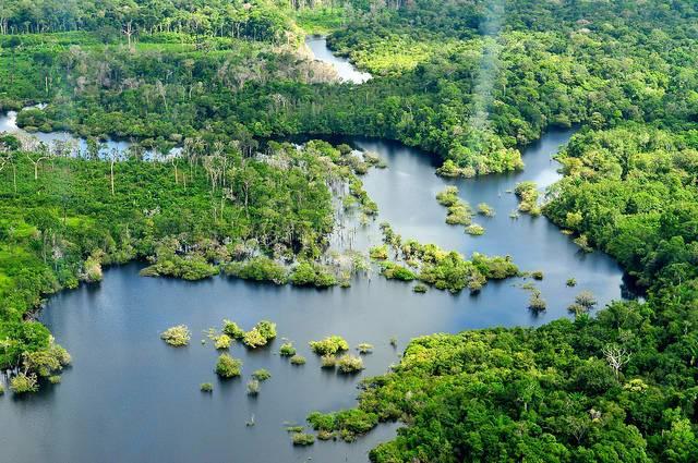 Rain-forests-near-Manaus-Brazil.jpg