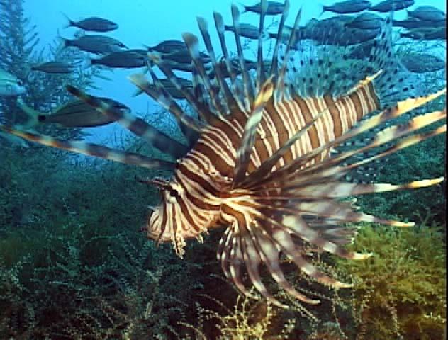 Red_lionfish_NCarolina_PaulaWhitfield.jpg